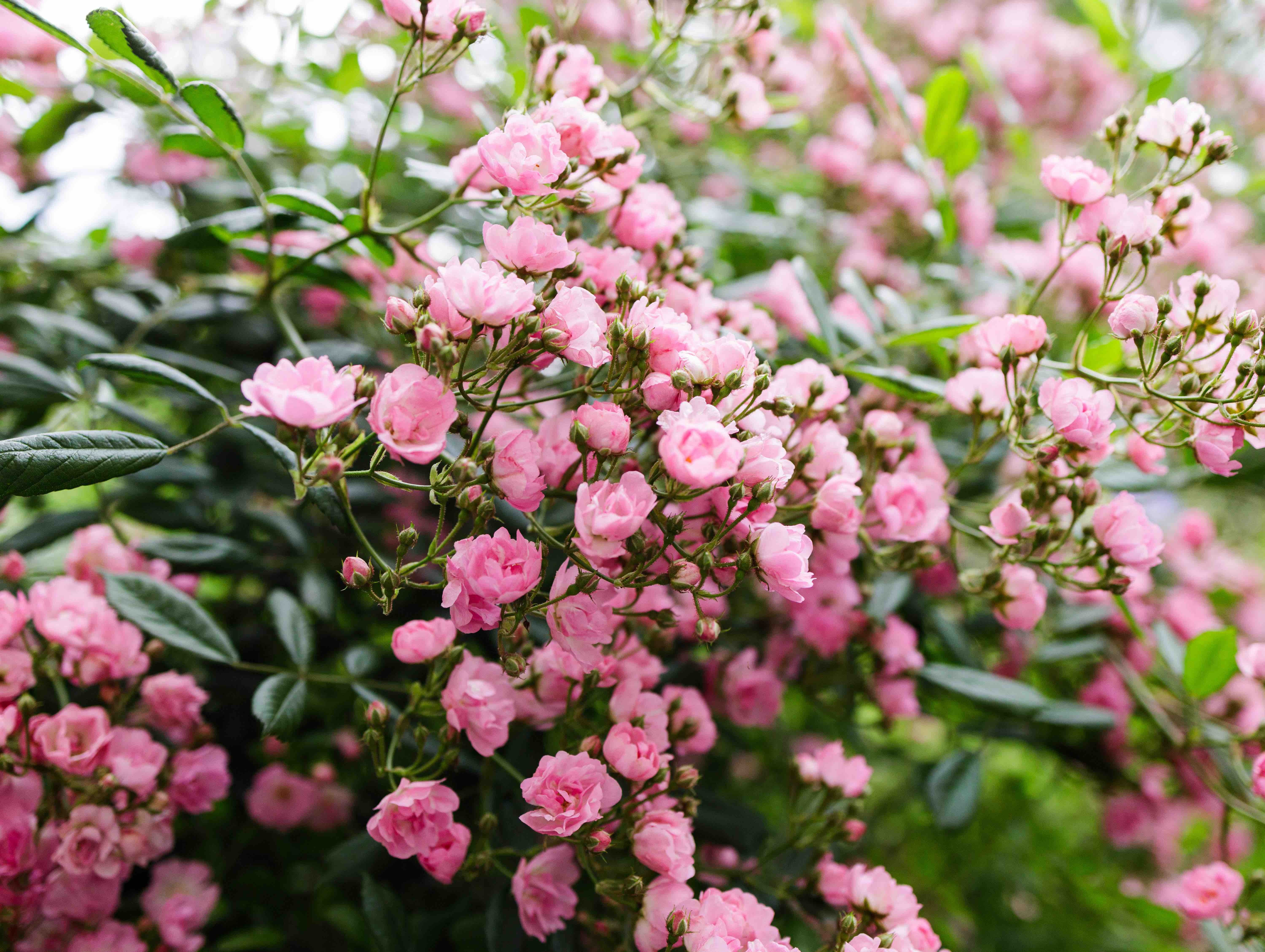 03 Johanna Kurzen Wittke