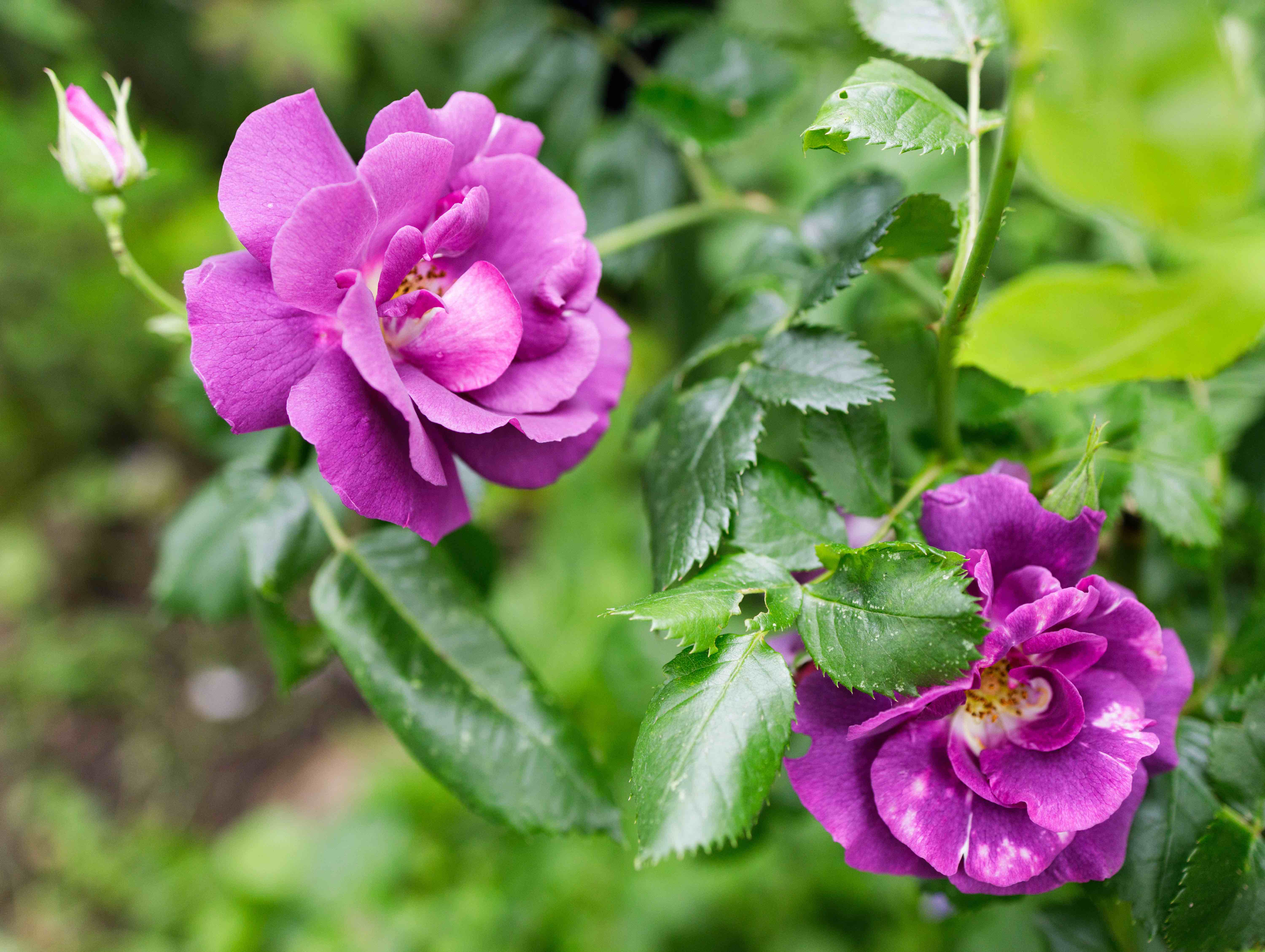 05 Johanna Kurzen Wittke