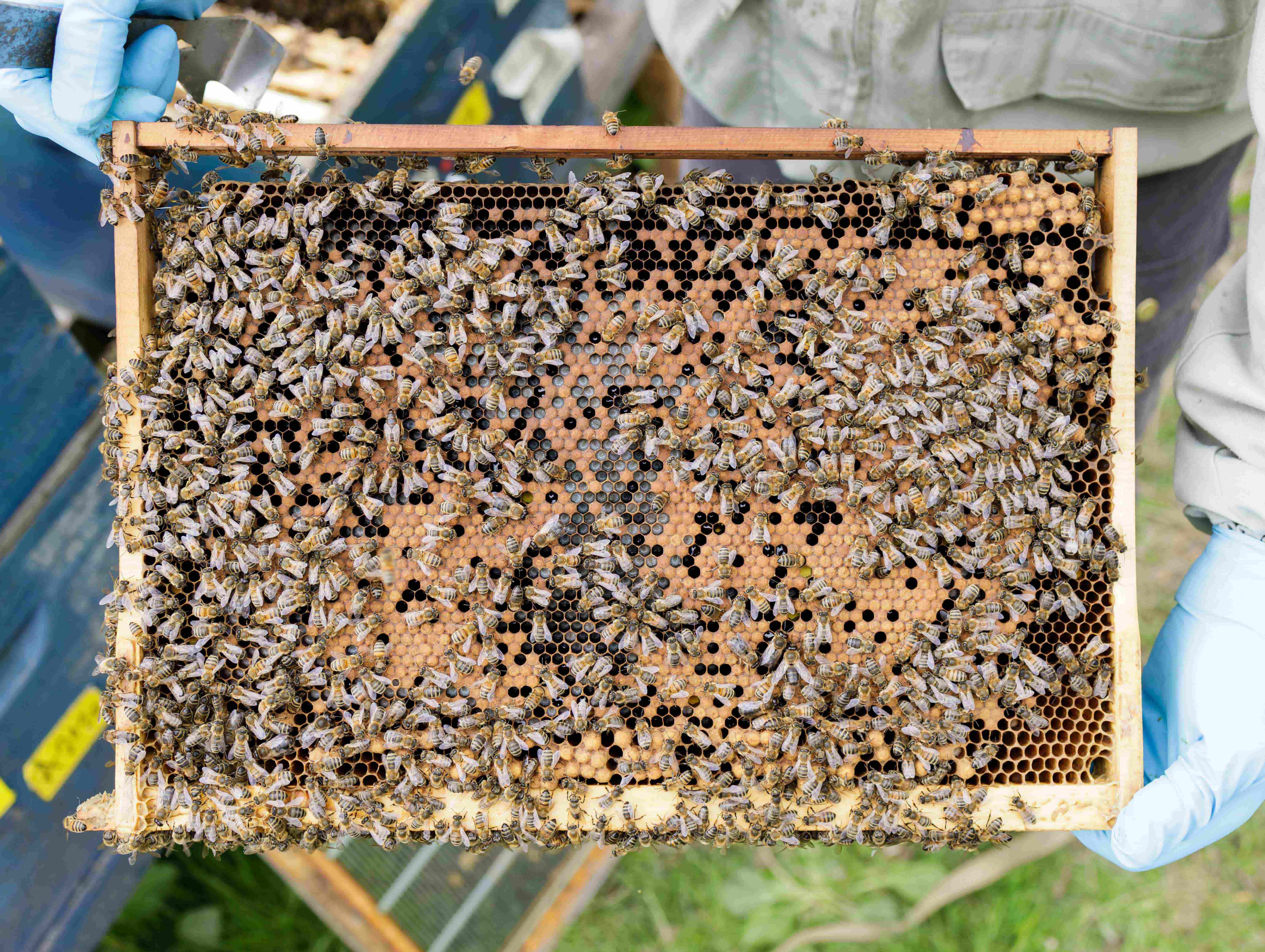 10 Imker Pan Gander min