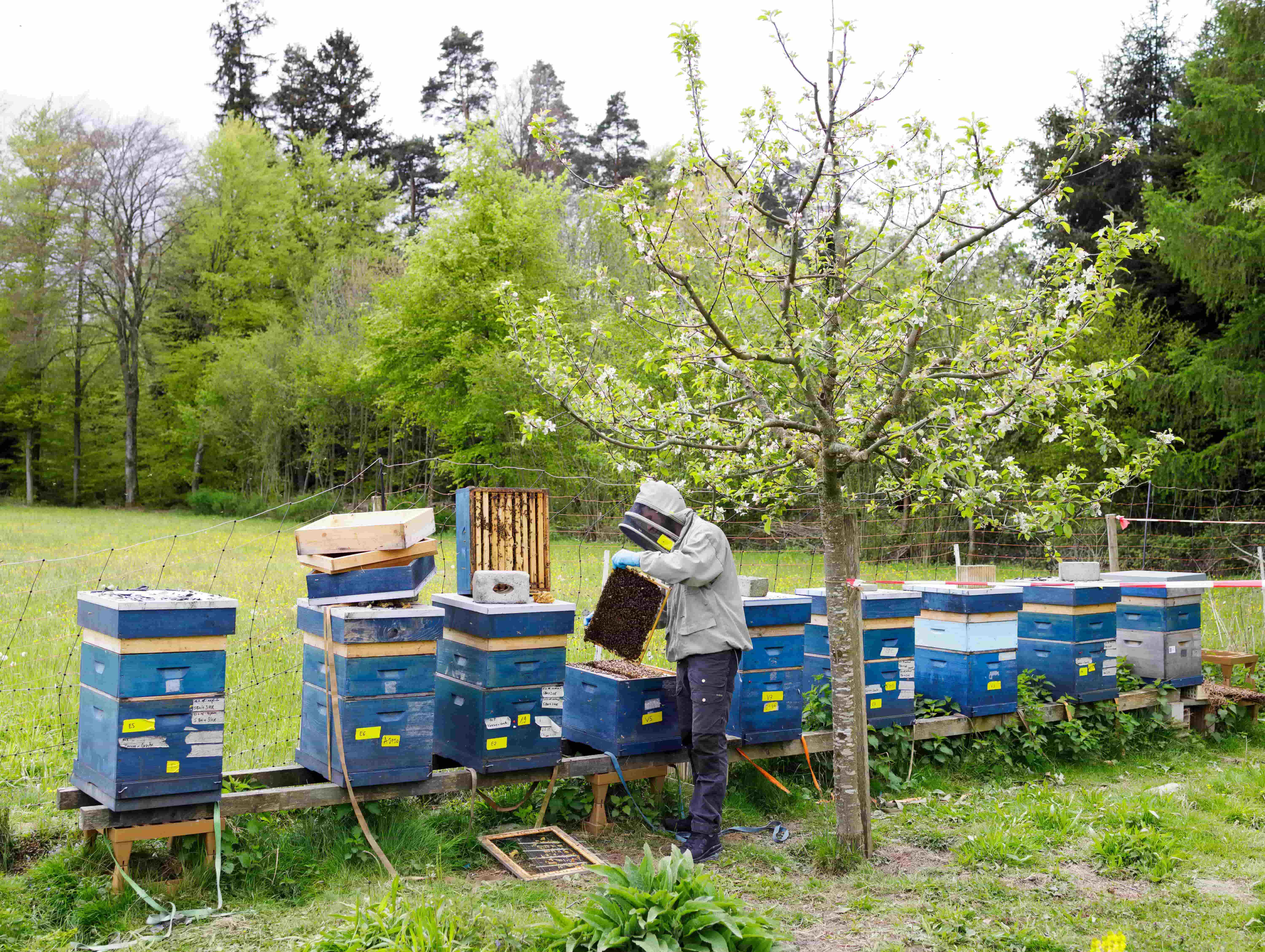 11 Imker Pan Gander min