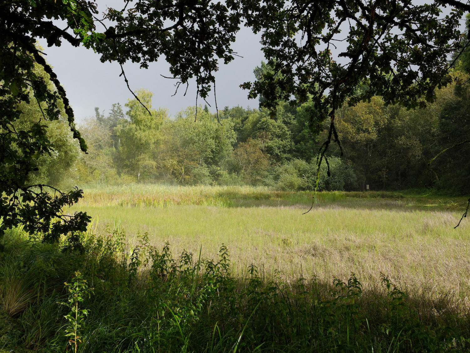 Das Widi am Waldrand bei Grächwil. Foto: Nik Egger