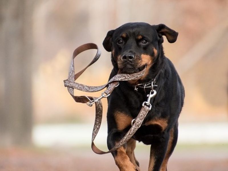 In Kanton Bern gilt keine Leinenpflicht für Hunde. Symbolbild: pixabay