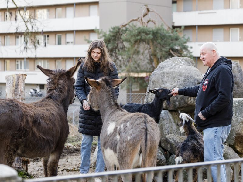 Nina und Markus Gatti mit Eseln und Geissen, die graue ist Bock «Kaiser Lee».