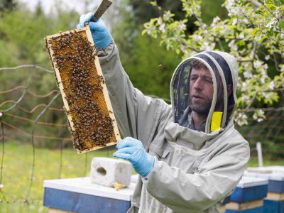 Pan Gander kontrolliert eine Honigwabe, die gefüllt wird mit frischem Nektar. Fotos: Nik Egger